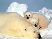 Photo: More polar bears going hungry