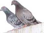 pigeoncontrol